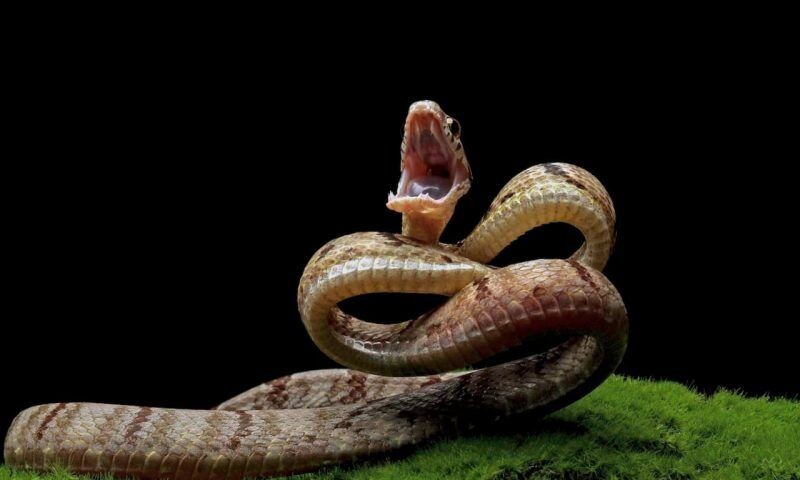    Фото freepik.com