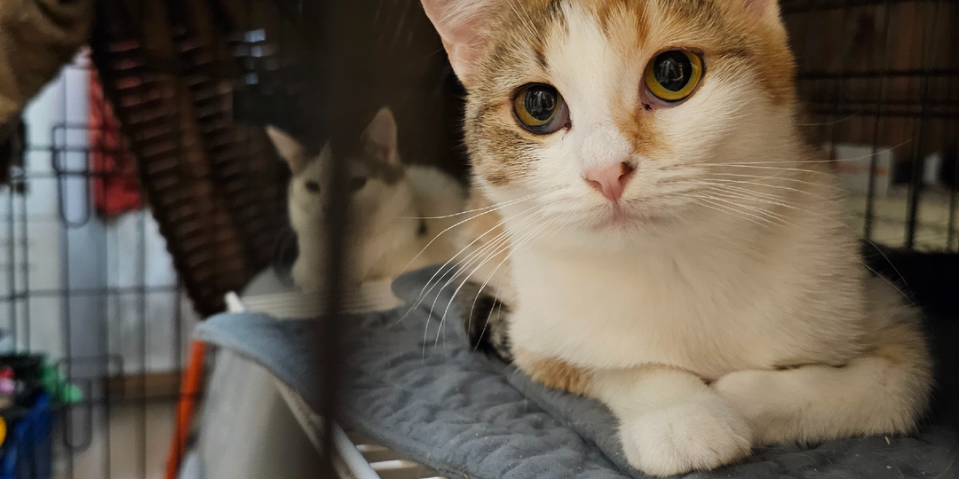 180 сердец и одно «нельзя». Помогите спасти