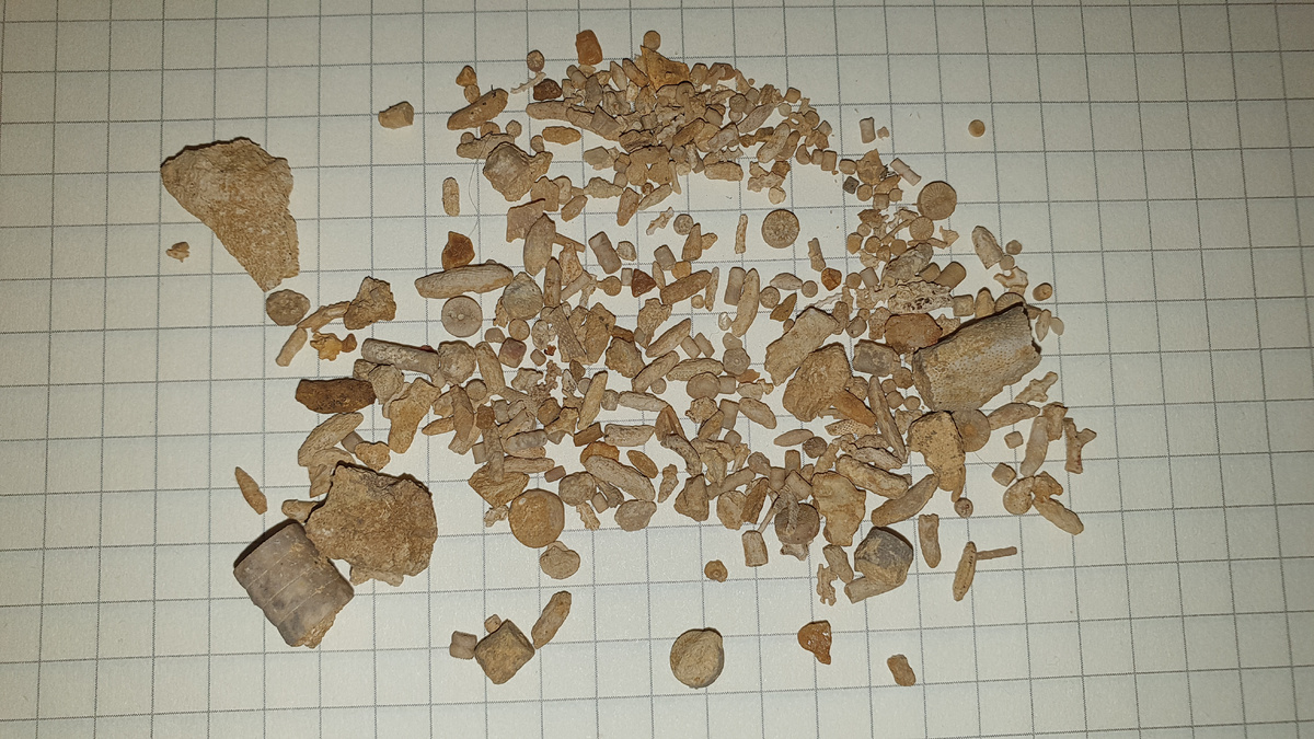 Отобранные из отсева окаменелости. Фото автора