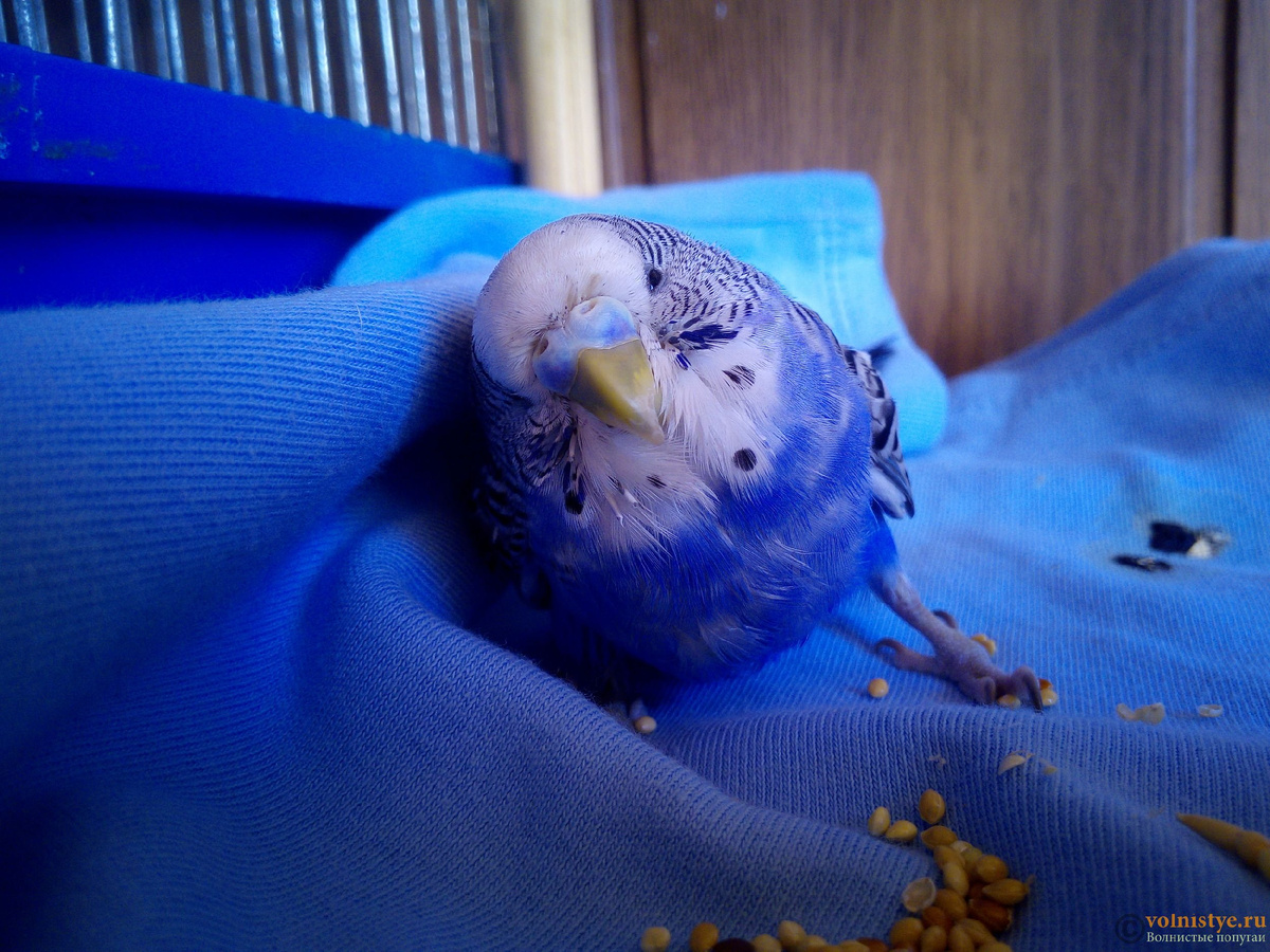 Укрепляйте иммунитет. Сбалансированное питание с добавлением свежих овощей, фруктов и зелени поможет птице оставаться здоровой.