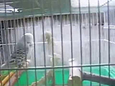  При сильном насморке и кашле помогут ингаляции с тёплым отваром ромашки