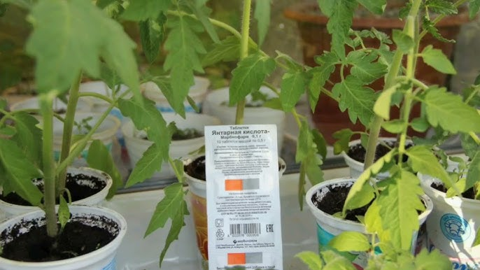 Дейсвтительно ли янтарная кислота так помогает растениям, как про это рассказывают блогеры?