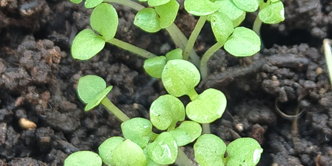 Сегодня я плачу