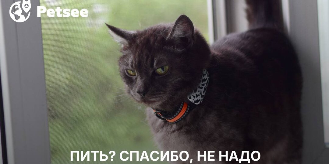 Кошка не пьёт воду? Вот что можно (и нельзя) наливать в миску