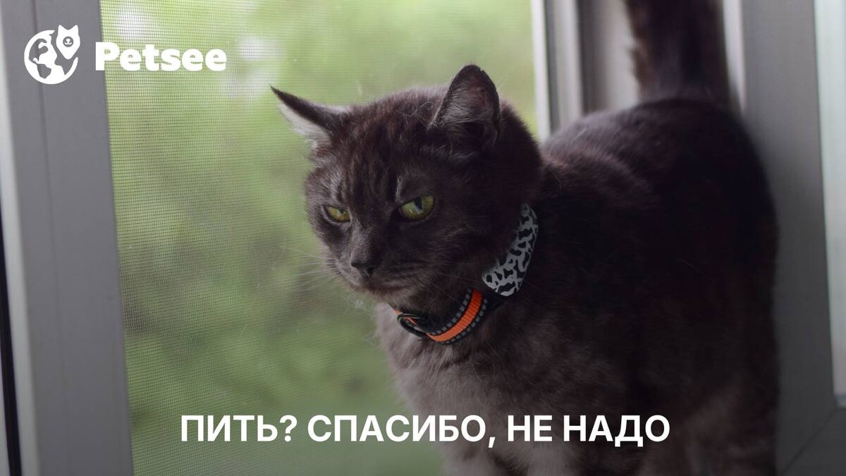 Кошка не пьёт воду? Вот что можно (и нельзя) наливать в миску