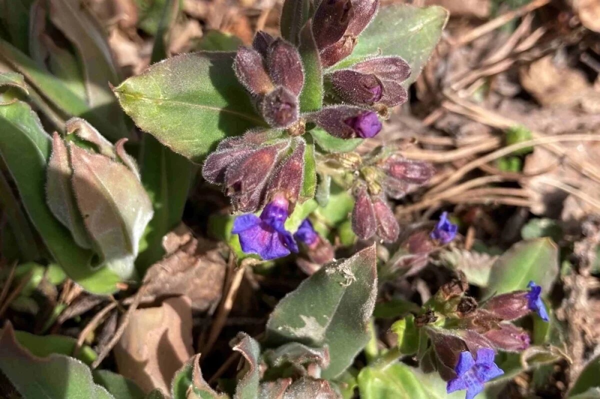    В Челябинской области обнаружили аномалии в поведении цветов