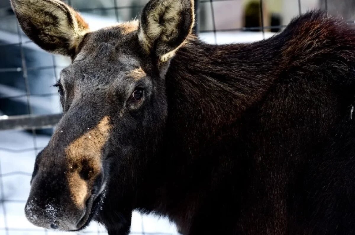    В Тевризском районе двое мужчин застрелили лося