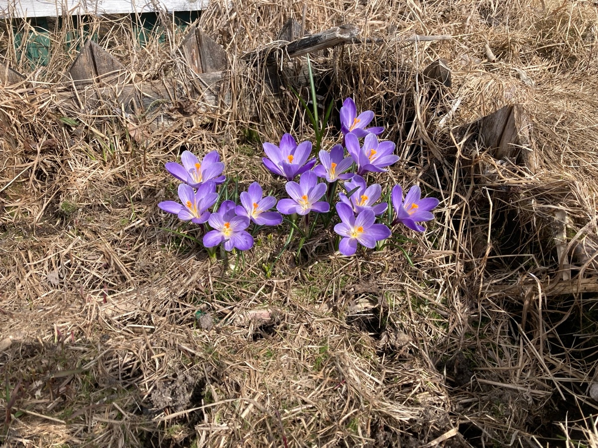 И как они тут уцелели?