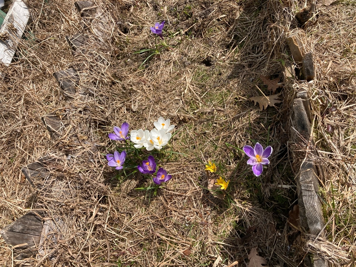 Эти крокусы я посадила много лет назад, а они доверчиво радуют до сих пор