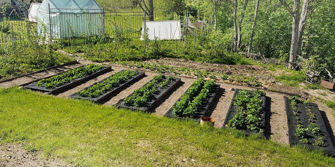 Хватит мучиться на грядках: 7 бесполезных работ, от которых я отказалась в 2026 году