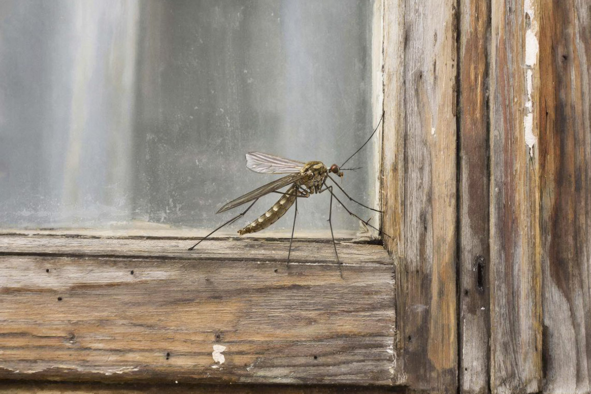 Случаи заражения дирофиляриозом у людей регистрируют уже несколько лет.  Фото: Изображение сгенерировано с помощью ИИ / Маргарита Неклюдова