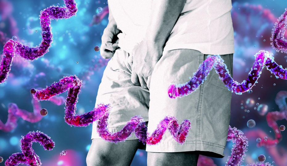 В 2024 году в Германии было зарегистрировано около 9500 случаев заболевания сифилисом, что является новым рекордом. Заболевание, передающееся половым путём, вызывается бактерией Treponema pallidum (показана фиолетовым цветом на картинке) © stern-Montage: Photos: Getty Images (2)