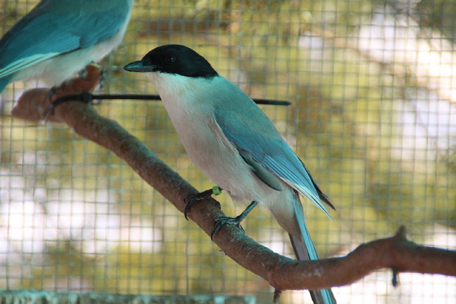 Фото: Центр помощи птицам "Воронье Гнездо"