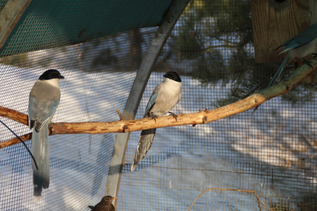 Фото: Центр помощи птицам "Воронье Гнездо"