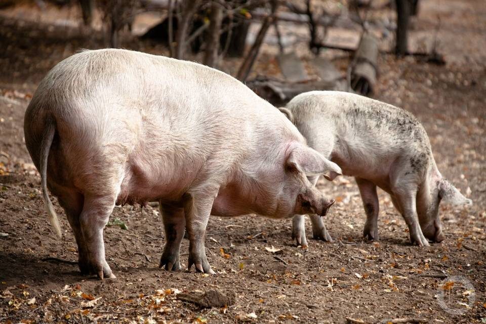    Фото: Михаил Тарасов / "Городские вести"