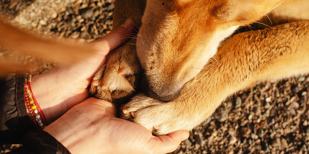 Уход за лапами после прогулок