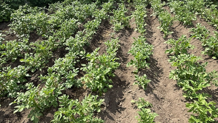    из архива редакции