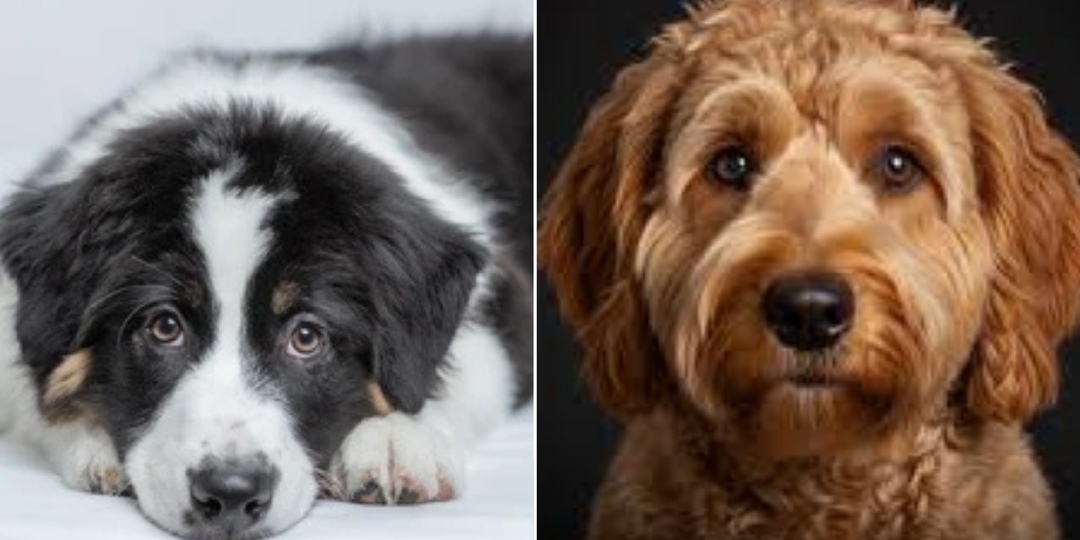 Чувствует ли собака обиду на хозяина: как она проявляется