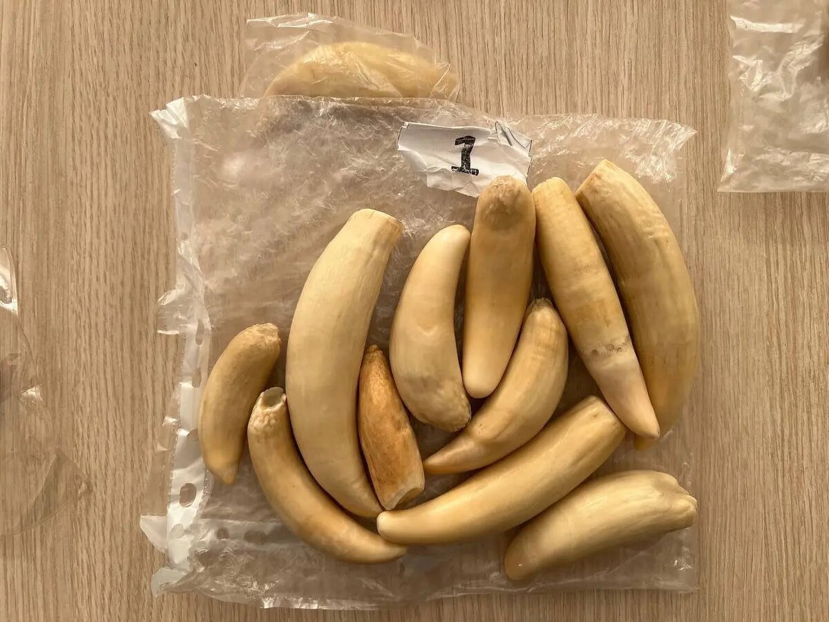    Фото: пресс-служба ФТС