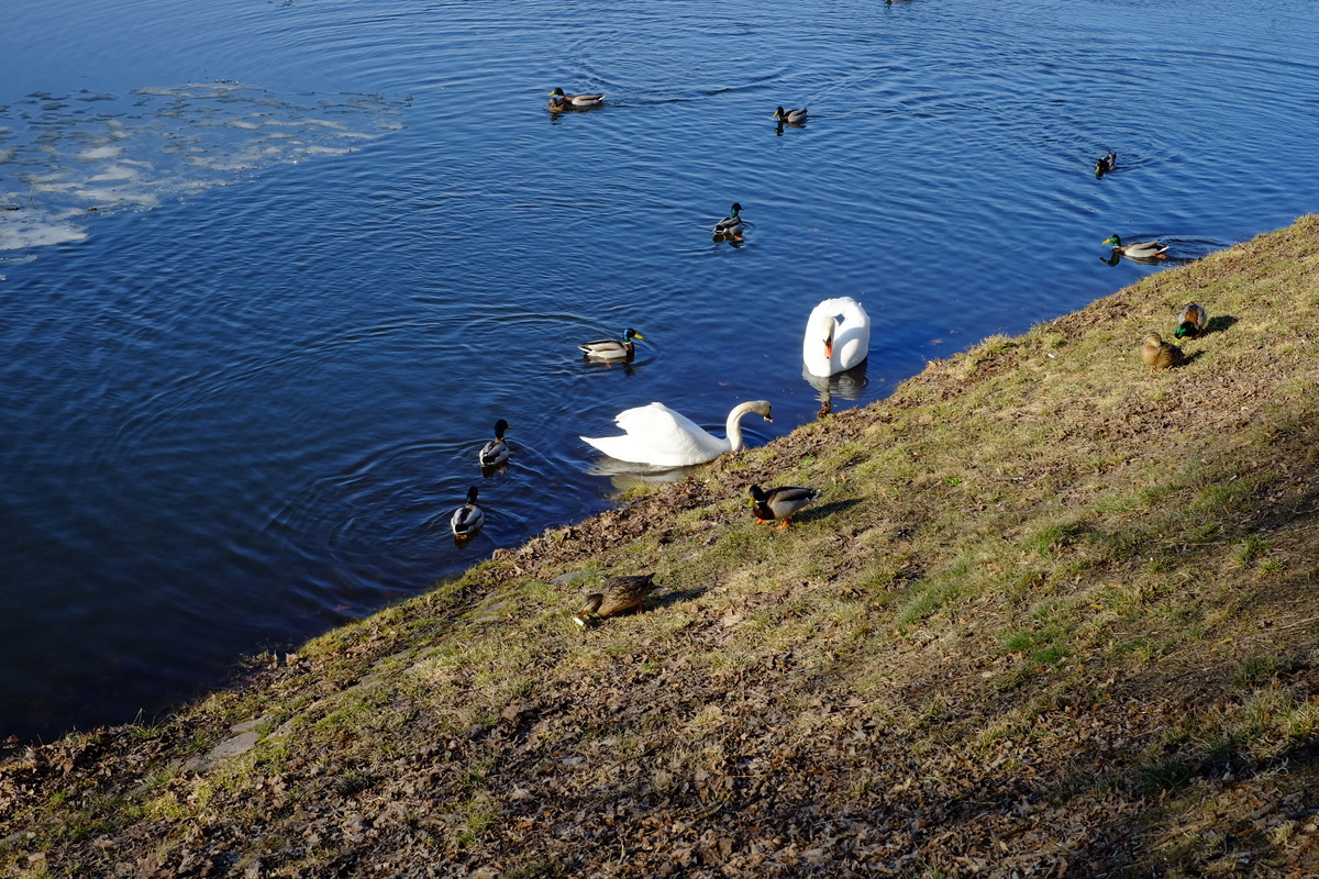 в городе Несвиж. Март 2026 г. Фото автора.