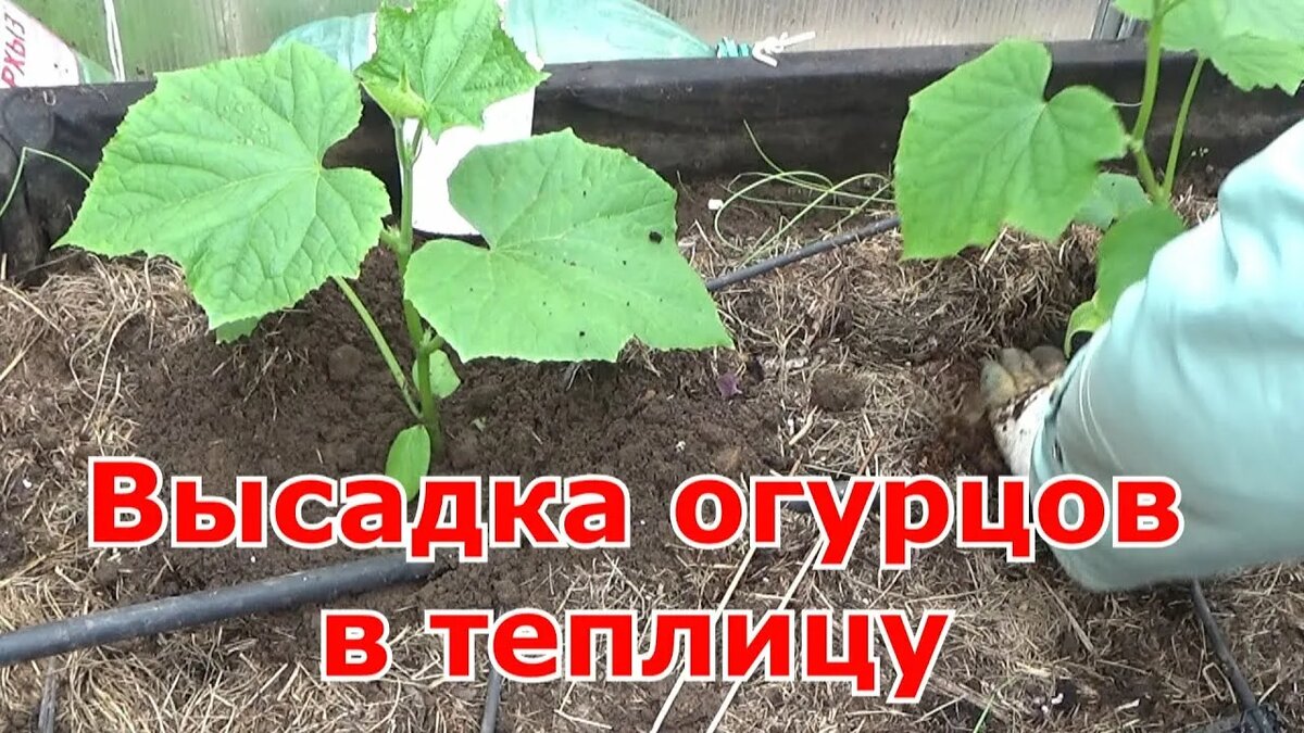 высадка огурцов в теплицу