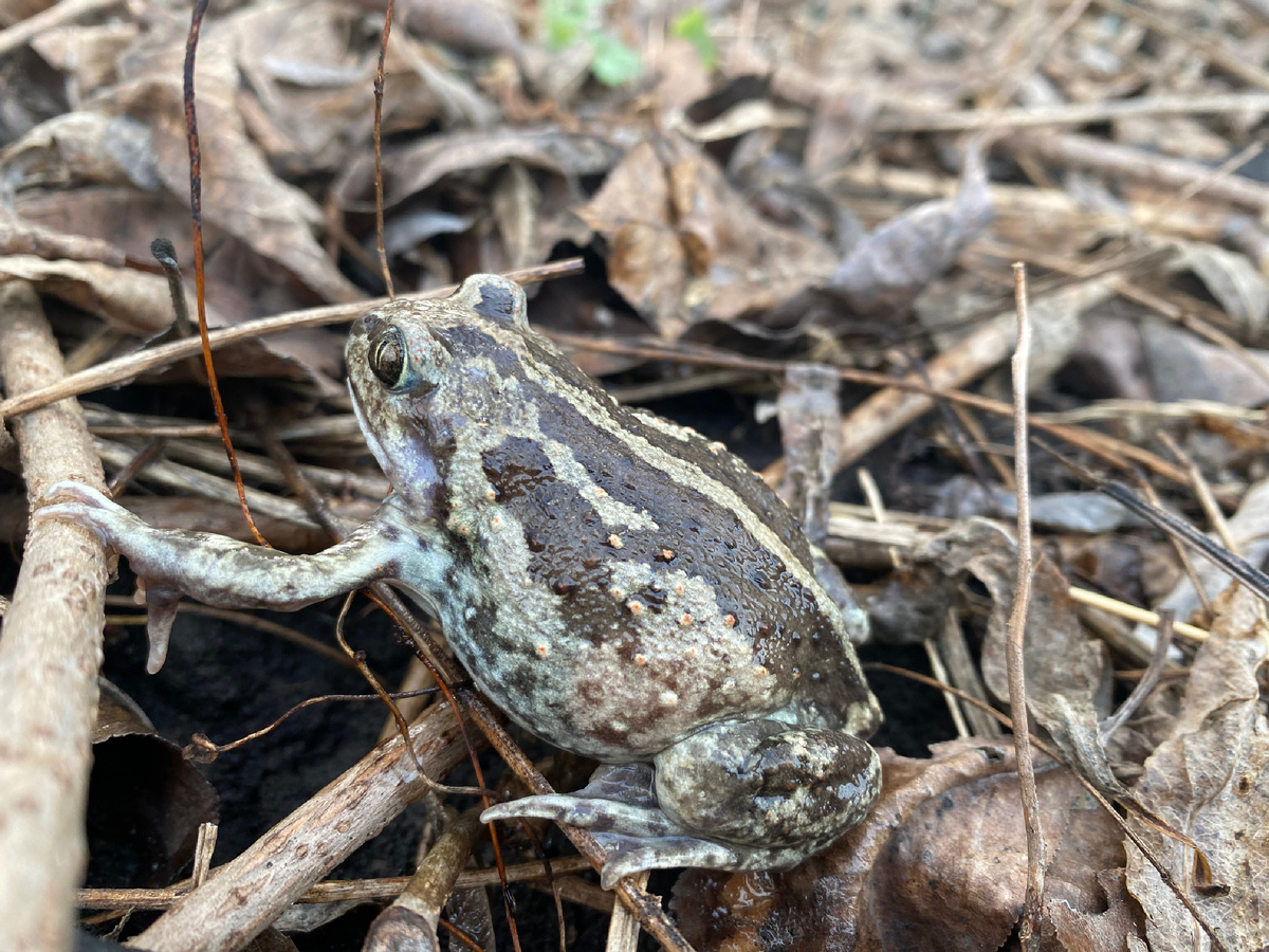 Лягуха. Или жаба?