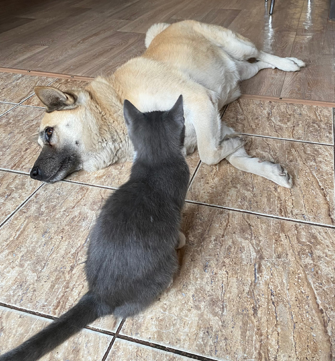 Лада с Барсой