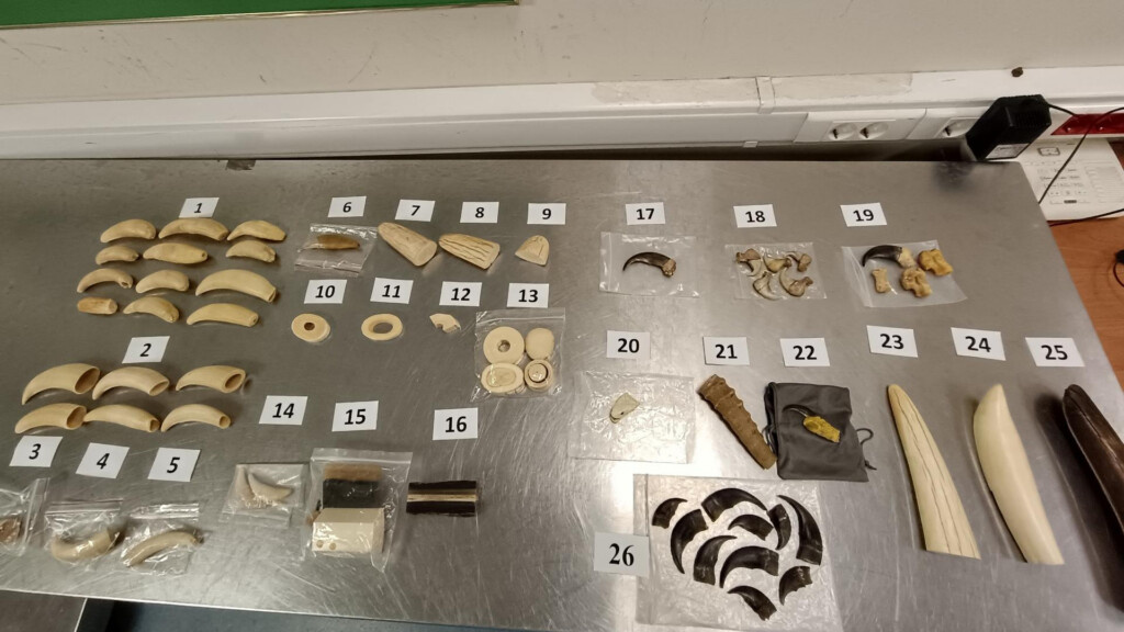    Фото: пресс-служба Северо-Западного таможенного управления.