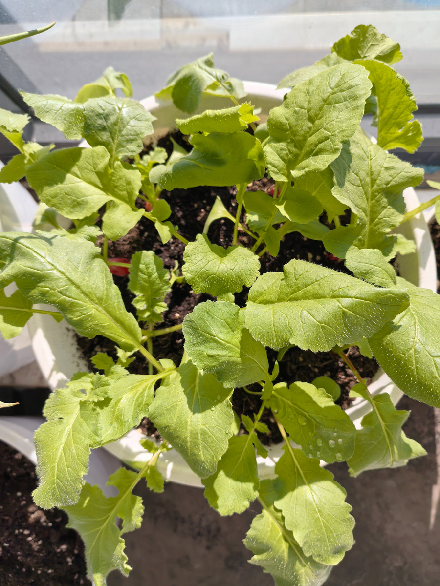 А это восьмилитровое кашпо с редиской на лоджии