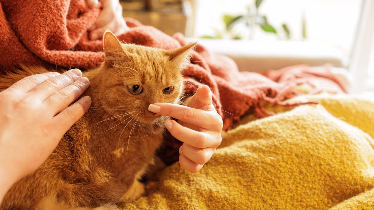    На фестивале будет много инетересного