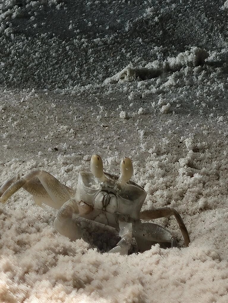 Крабик на Анс Лацио