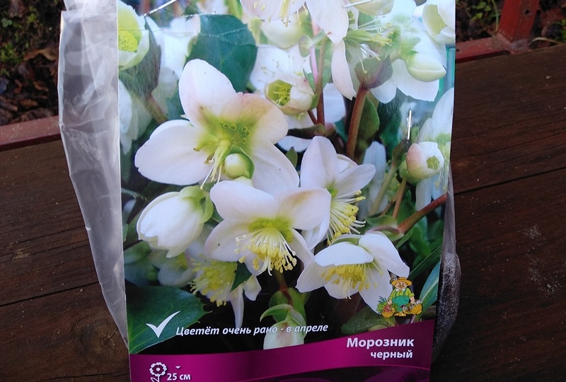 Морозник чёрный, а цветки белоснежные: купила и посадила чудесный первоцвет
