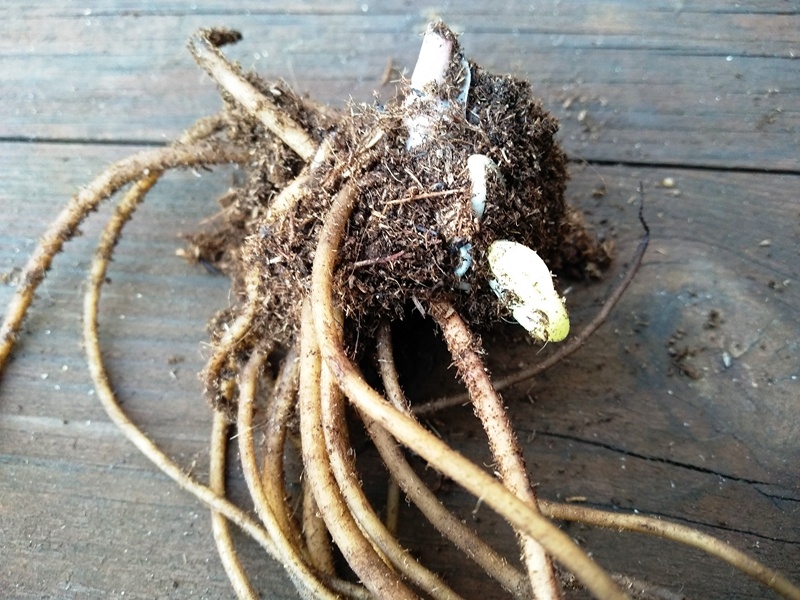 Корневище с сильным побегом