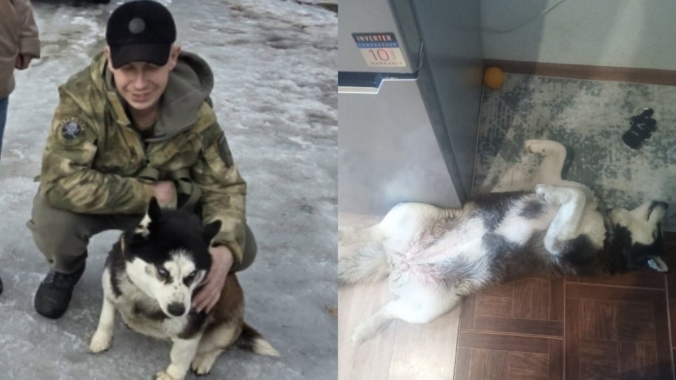 «Я заикаюсь, она воет во сне». Как живет хаски, которая два года ждала бойца СВО как Хатико