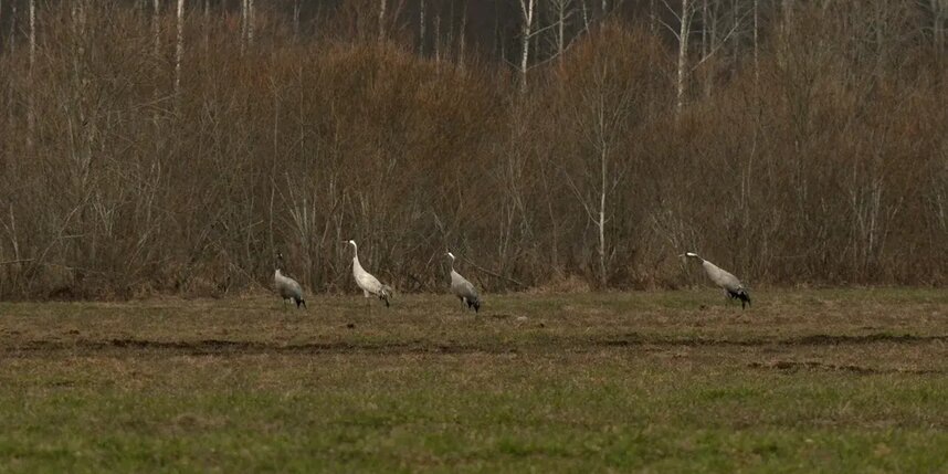 В Ленобласть прилетели серые журавли