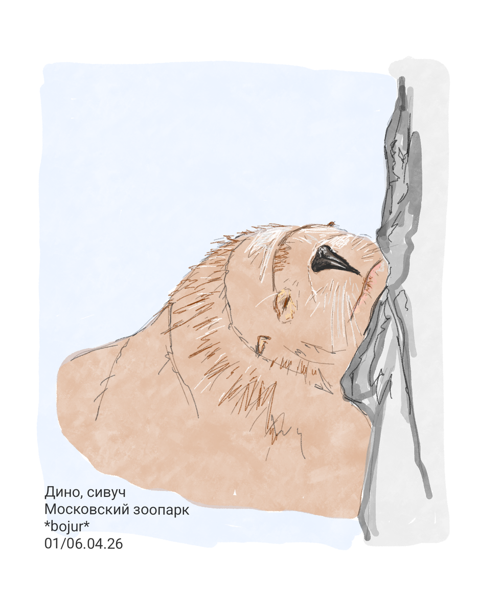 Сивуч греется на весеннем солнце.