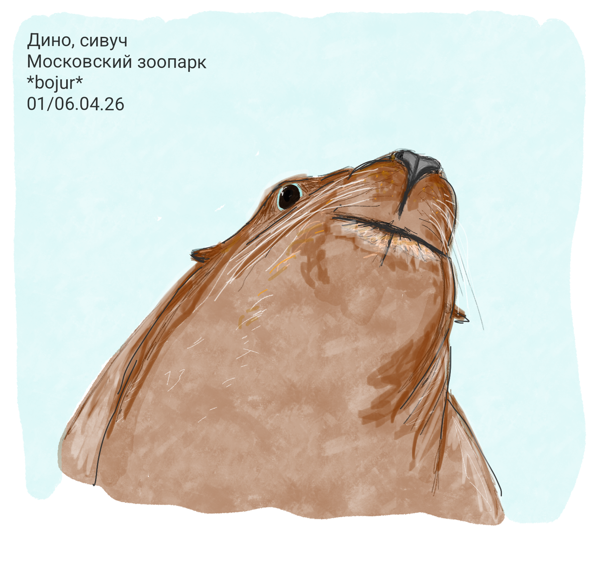 Сивуч у стекла бассейна на первом этаже павильона 