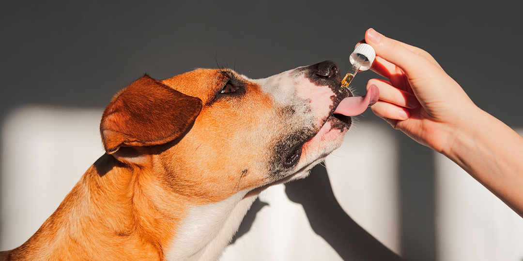 Почему витамины особенно важны для питомцев весной?