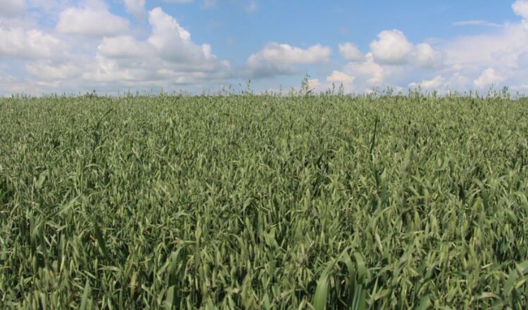    Фото: Минсельхоз Алтайского края