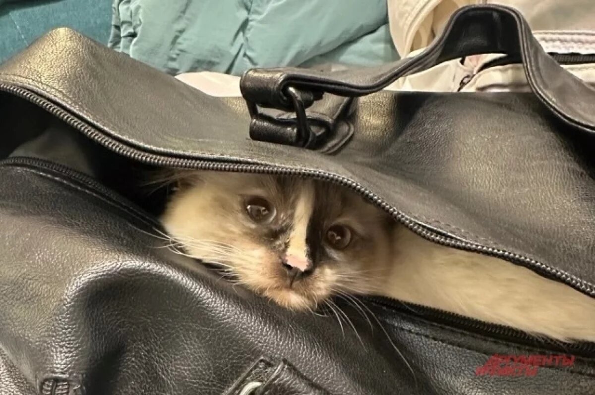    Тверичан предупредили о возможных рисках при поездке с питомцем за границу