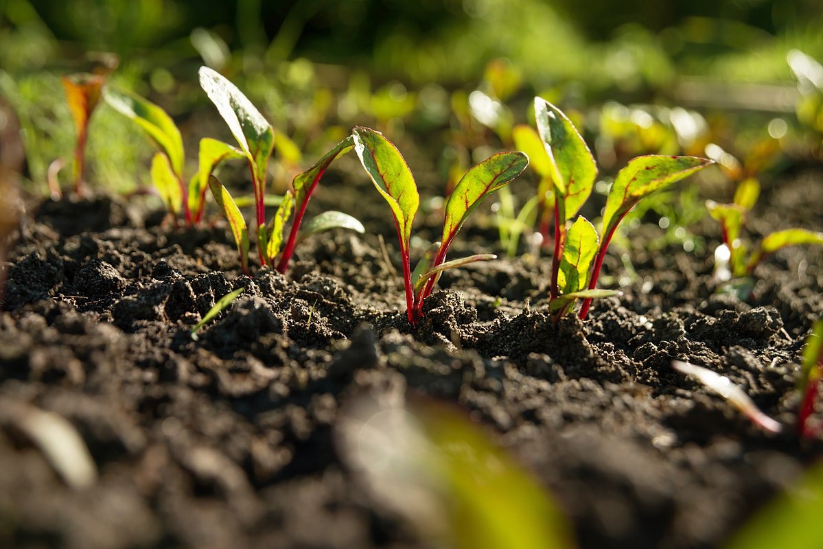 молодые всходы свеклы