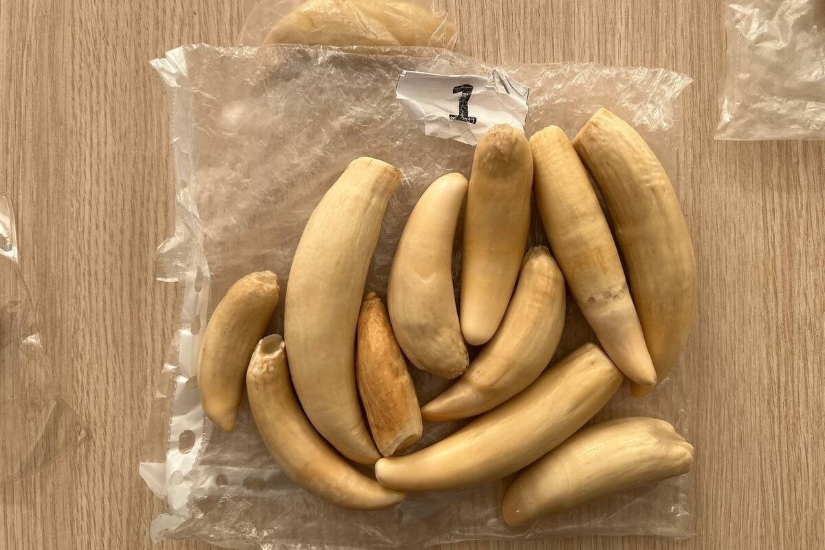     / Источник: © ФТС России