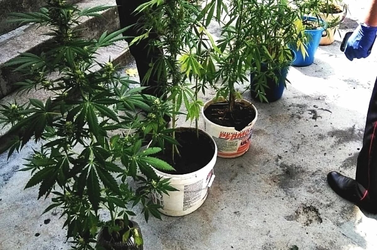    Житель Северной Осетии выращивал коноплю в цветочных горшках