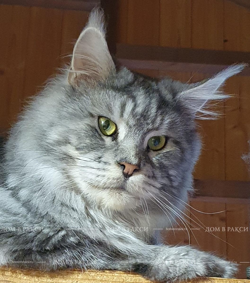 7 ошибок владельца мейн-куна