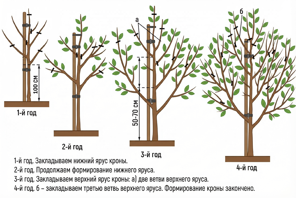 Рис.1. Формирующая обрезка плодового дерева