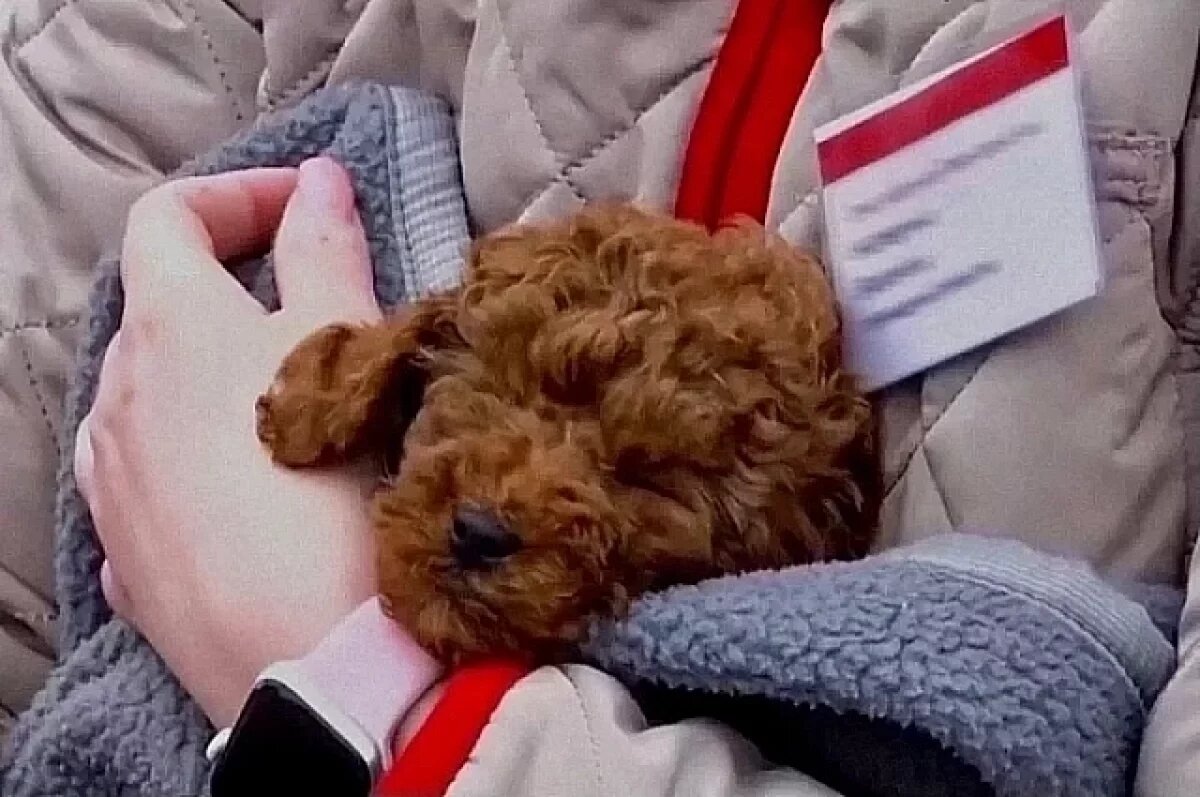    Выжил при крушении.