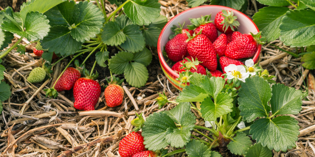 Подкормки клубники после цветения при наливе ягод: для массы и вкуса