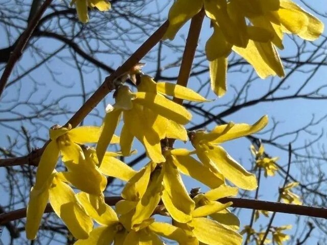    Фото: MAX/"Аптекарский огород МГУ"