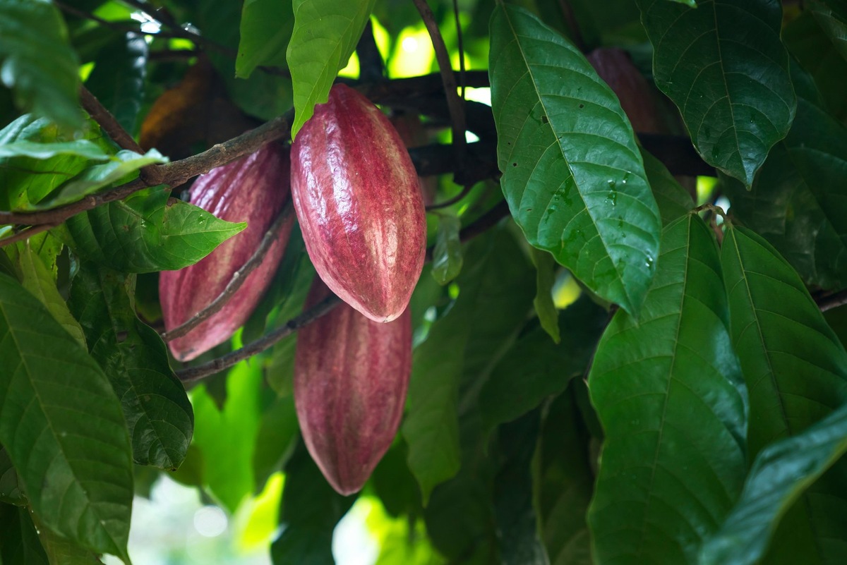    Плантации какао сильно страдают от изменений климата и болезней.