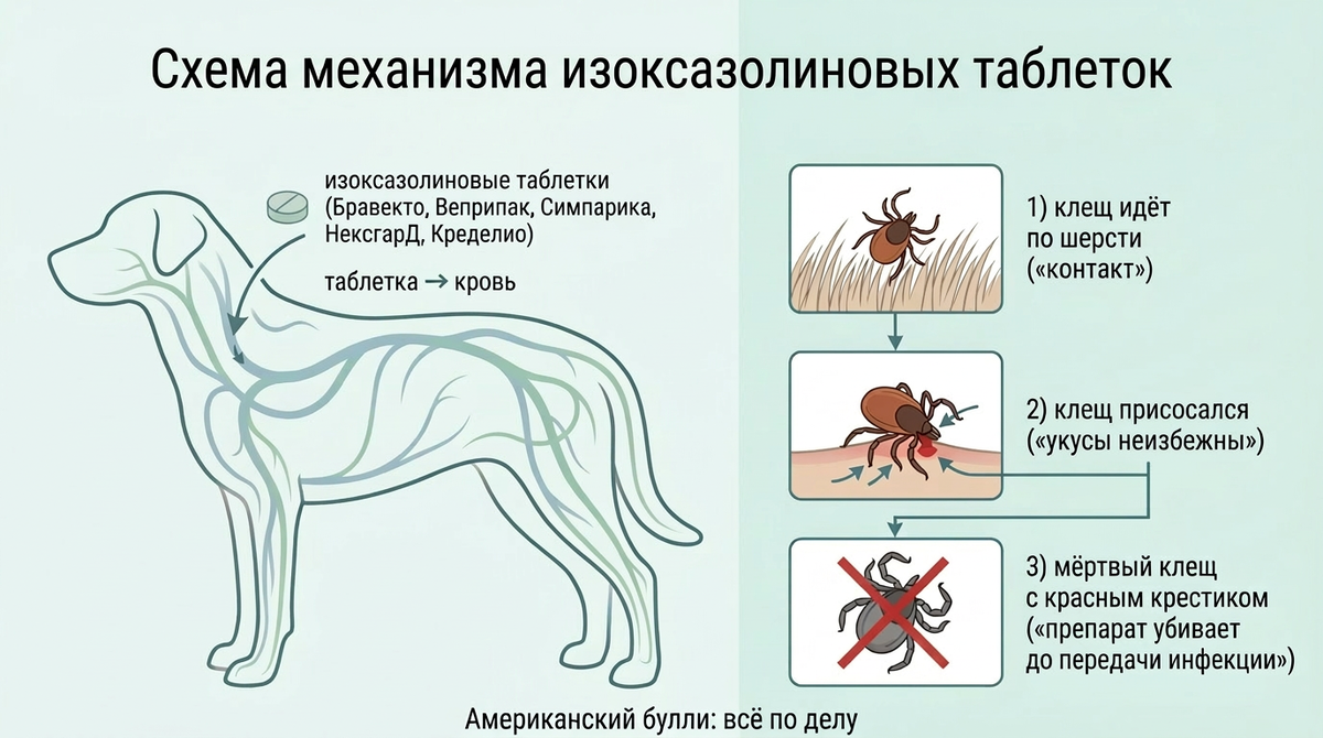 Инфографика канала "Американский булли: Все по делу" 